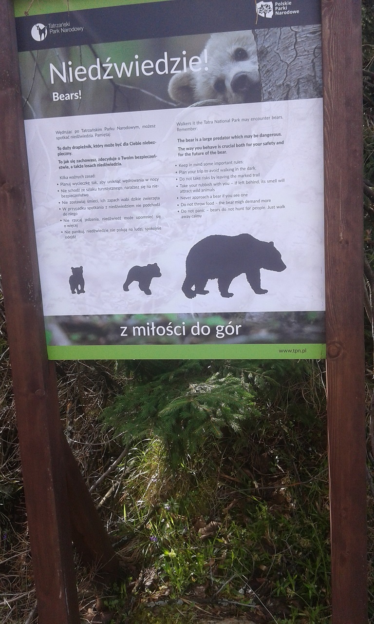 niedzwiedz